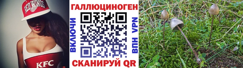 купить закладку  omg   Псилоцибиновые грибы мицелий  Тихорецк 